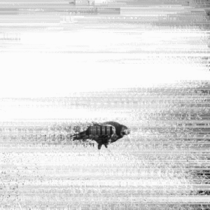 Wrona na białym glitchującym tle