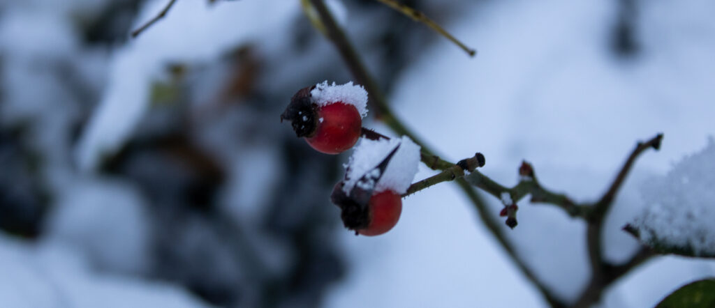 fotografia pąku róży pokrytego śniegiem